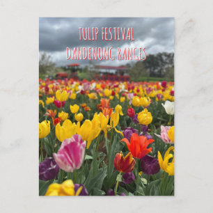 Tulpenfest, Dandenong, Victoria Postkarte