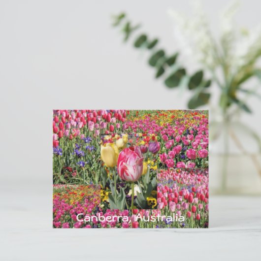 Tulpenfestival, Canberra, Australien, Postkarte (Stehend Vorderseite)