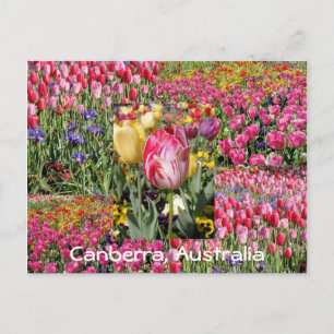 Tulpenfestival, Canberra, Australien, Postkarte
