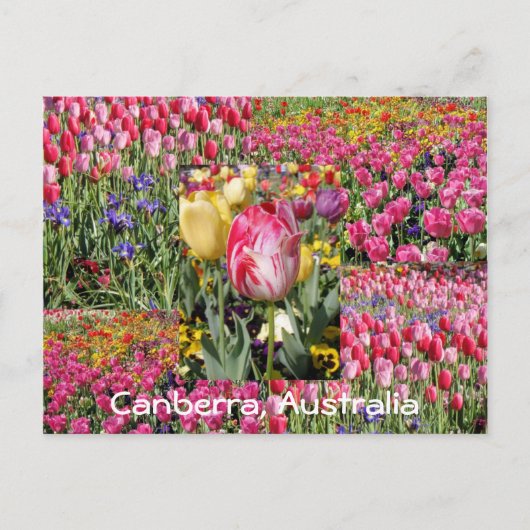 Tulpenfestival, Canberra, Australien, Postkarte (Vorderseite)
