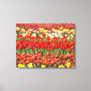 Tulpenfestival Farbige Tulpenfelder Fine Art Leinwanddruck