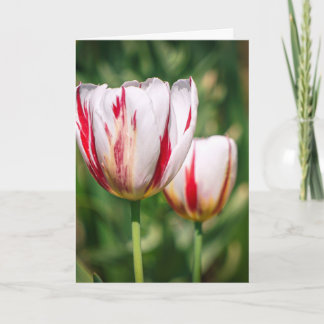Tulpenfreude Karte