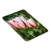 Tulpenfreude Magnet (Rechte Seite)