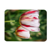 Tulpenfreude Magnet (Horizontal)