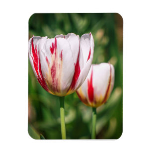 Tulpenfreude Magnet