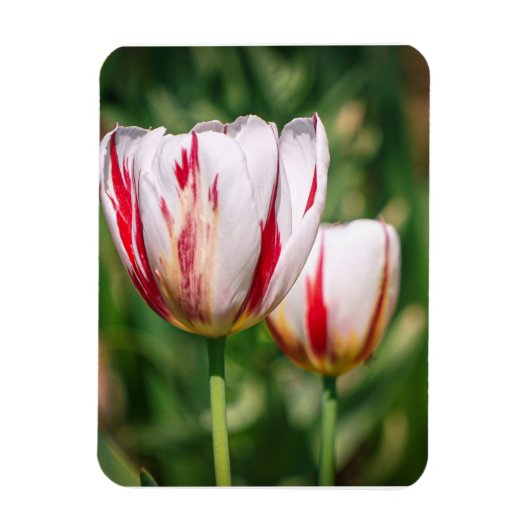Tulpenfreude Magnet (Vertikal)