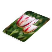 Tulpenfreude Magnet (Linke Seite)