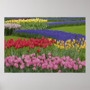 Tulpengarten, Hyazinthen und Poster