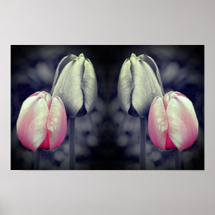Tulpenpaar Kunst Schwarzweiß Teilfarbe Poster
