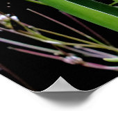 Tulpenposter Poster (Ecke)