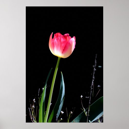 Tulpenposter Poster (Vorne)