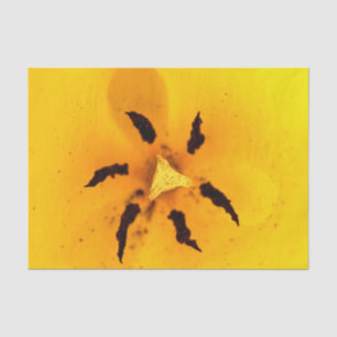 Tulpenstaubblatt und Pollen Seidenpapier