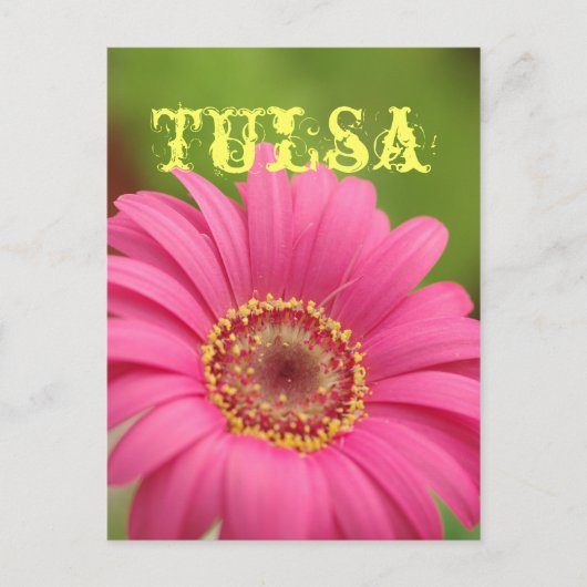"Tulsa" Pink Gerbera Daisy Postcard Postkarte (Vorderseite)