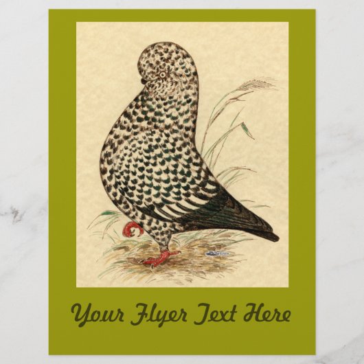 Tumbler Pigeon LFCL Splash Flyer (Vorne)