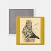 Tumbler Pigeon LFCL Splash Magnet (Vorderseite/Rückseite)