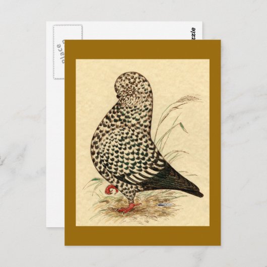 Tumbler Pigeon LFCL Splash Postkarte (Vorne/Hinten)