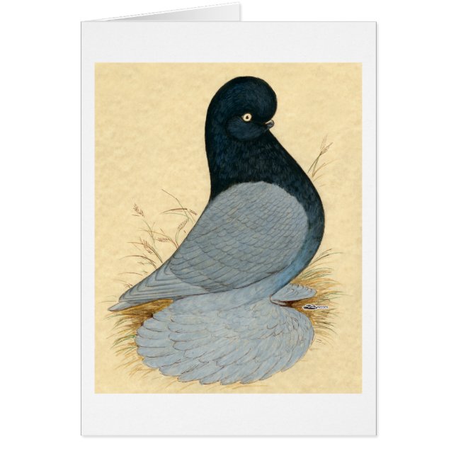 Tumbler Pigeon Muffed Andalusien (Vorne)