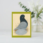 Tumbler Pigeon Muffed Andalusien Postkarte (Stehend Vorderseite)
