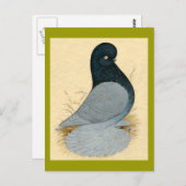 Tumbler Pigeon Muffed Andalusien Postkarte (Vorne/Hinten)