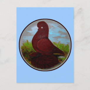 Tumbler Pigeon Red Muff Postkarte