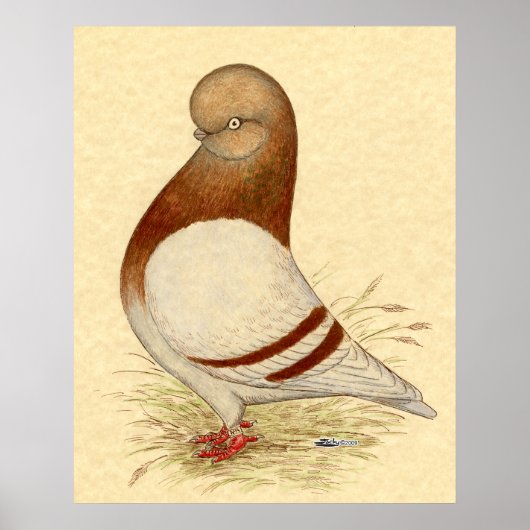 Tumbler-Taube: LFCL Mealy Poster (Vorne)