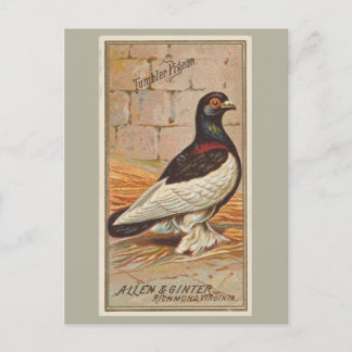 Tumbler-Taube Postkarte