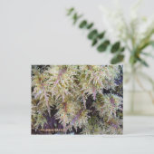 Tundra Moss, Insel Unalaska Postkarte (Stehend Vorderseite)