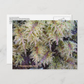 Tundra Moss, Insel Unalaska Postkarte (Vorne/Hinten)