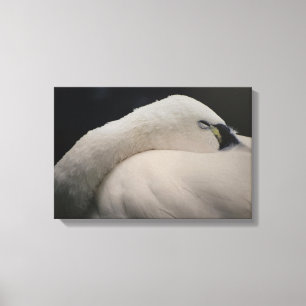 Tundra-Schwan schlafend auf Stretchleinwand-Druck Leinwanddruck