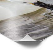 Tundra Swan Schwimmen Nähe Fotodruck (Ecke)