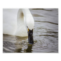 Tundra Swan Schwimmen Nähe