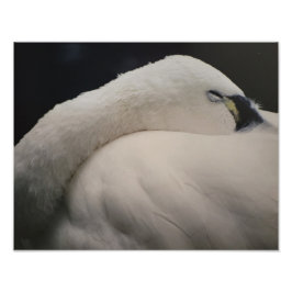 Tundra Swan sleeping Photo Enlargement Fotodruck