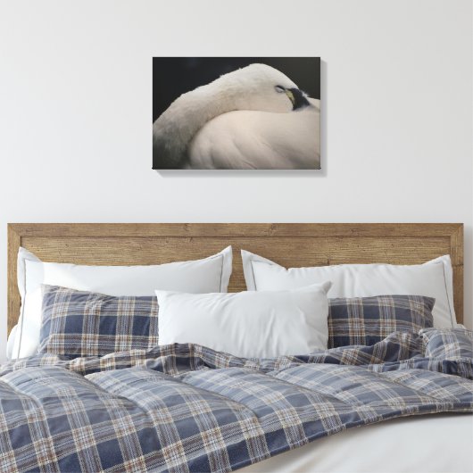 Tundra Swan sleeping Stretched Canvas Print Leinwanddruck (Insitu (Schlafzimmer))