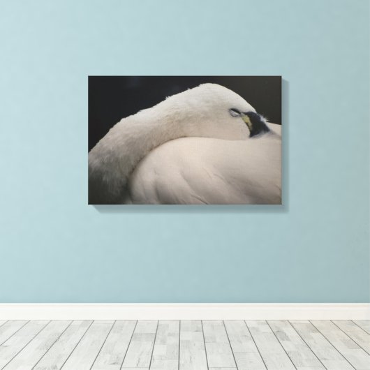 Tundra Swan sleeping Stretched Canvas Print Leinwanddruck (Insitu (Holzboden))