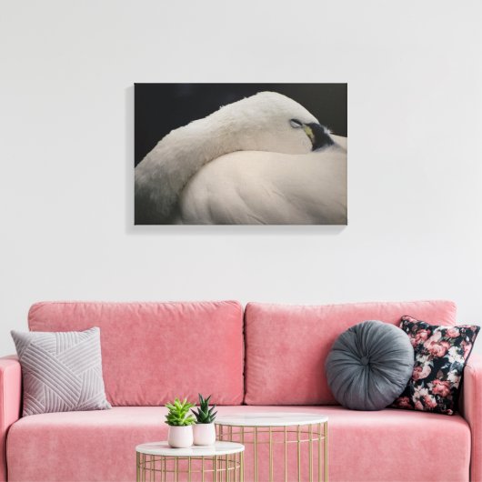Tundra Swan sleeping Stretched Canvas Print Leinwanddruck (Insitu (Wohnzimmer))