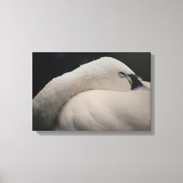 Tundra Swan sleeping Stretched Canvas Print Leinwanddruck