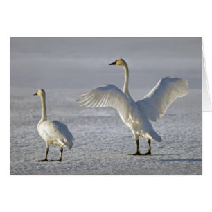 Tundra Swans (Cygnus Columbianus)