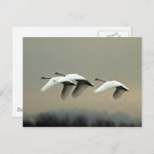 Tundra Swans Postkarte (Vorne/Hinten)