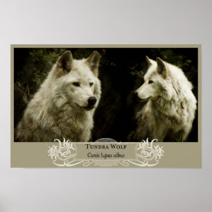 Tundra Wolf 11x17 Poster