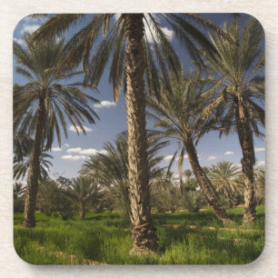 Tunesien, Ksour Area, Ksar Ghilane, Dattelpalme Getränkeuntersetzer