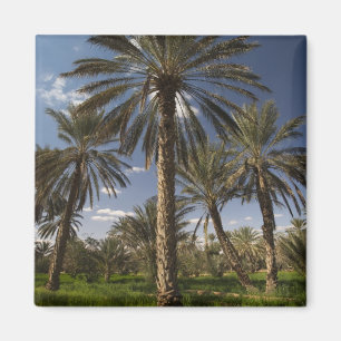 Tunesien, Ksour-Gebiet, Ksar Ghilane, Dattelpalme  Magnet