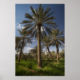 Tunesien, Ksour-Gebiet, Ksar Ghilane, Dattelpalme  Poster