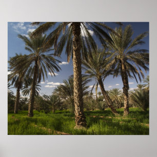 Tunesien, Ksour-Gebiet, Ksar Ghilane, Dattelpalme Poster
