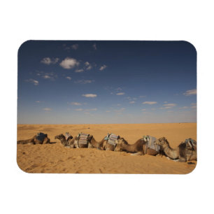 Tunesien, Ksour-Gebiet, Ksar Ghilane, Grand Erg 2 Magnet
