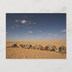 Tunesien, Ksour-Gebiet, Ksar Ghilane, Grand Erg 2 Postkarte