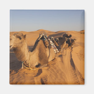 Tunesien, Ksour-Gebiet, Ksar Ghilane, Grand Erg 5 Magnet