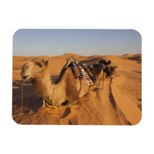 Tunesien, Ksour-Gebiet, Ksar Ghilane, Grand Erg 5 Magnet