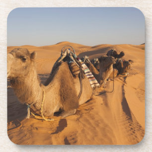 Tunesien, Ksour-Gebiet, Ksar Ghilane, Grand Erg 5 Untersetzer