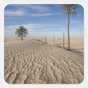 Tunesien, Sahara-Wüste, Douz, Große Düne, Morgendä Quadratischer Aufkleber