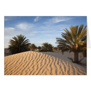 Tunesien, Sahara-Wüste, Douz, Große Düne, Palme 2